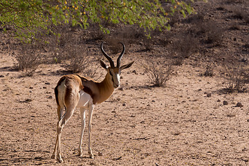 Image showing Springbok Antidorcas marsupialis in Kgalagadi