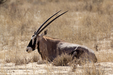 Image showing Gemsbok, Oryx gazella