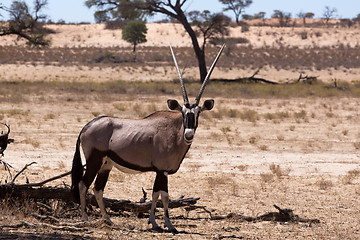 Image showing Gemsbok, Oryx gazella