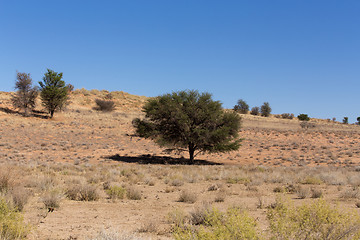 Image showing kgalagadi transfontier park