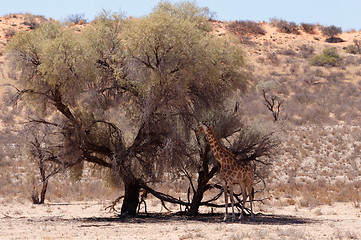 Image showing Giraffa camelopardalis in african bush