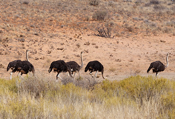 Image showing Ostrich Struthio camelus, in Kgalagadi, South Africa