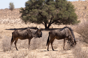 Image showing wild (Connochaetes taurinus) Blue Wildebeest