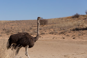 Image showing Ostrich Struthio camelus, in Kgalagadi, South Africa