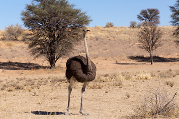 Image showing Ostrich Struthio camelus, in Kgalagadi, South Africa