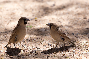 Image showing Sociable Weaver Bird at Kgalagadi