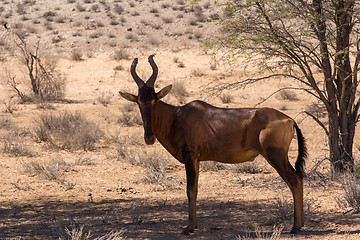 Image showing A Common tsessebe (Alcelaphus buselaphus)the camera