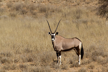 Image showing Gemsbok, Oryx gazella