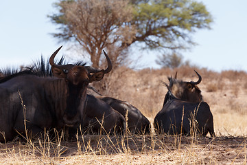 Image showing wild (Connochaetes taurinus) Blue Wildebeest