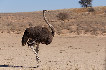 Image showing Ostrich Struthio camelus, in Kgalagadi, South Africa