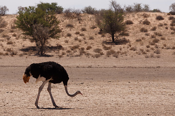 Image showing male of Ostrich Struthio camelus, in Kgalagadi, South Africa