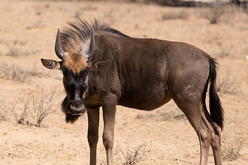 Image showing wild (Connochaetes taurinus) Blue Wildebeest