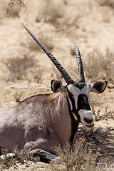 Image showing Gemsbok, Oryx gazella