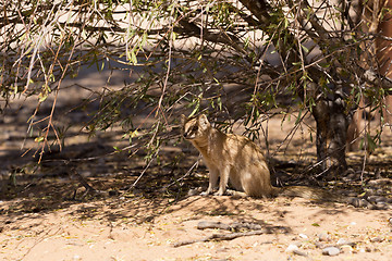 Image showing Yellow mongoose, Kalahari desert, South Africa