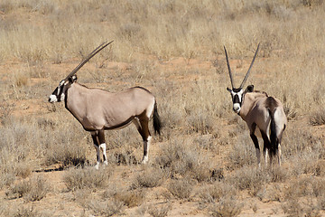 Image showing Gemsbok, Oryx gazella