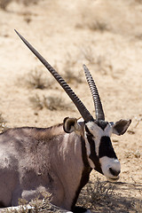 Image showing Gemsbok, Oryx gazella