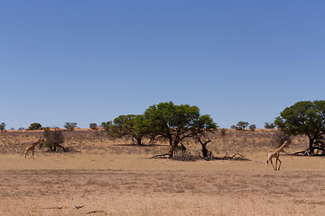 Image showing Giraffa camelopardalis in african bush