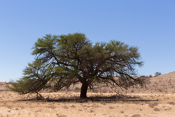 Image showing kgalagadi transfontier park