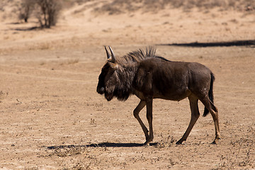 Image showing wild (Connochaetes taurinus) Blue Wildebeest