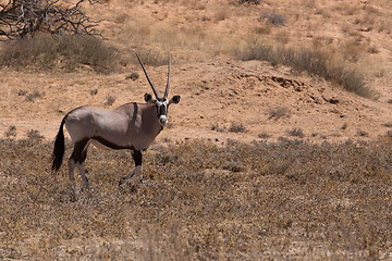 Image showing Gemsbok, Oryx gazella