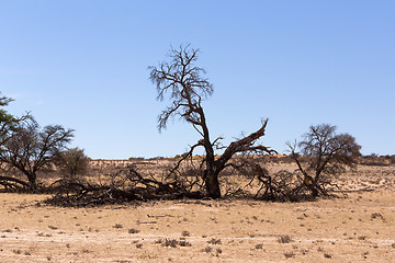 Image showing kgalagadi transfontier park