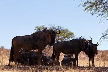 Image showing wild (Connochaetes taurinus) Blue Wildebeest