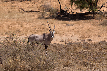 Image showing Gemsbok, Oryx gazella