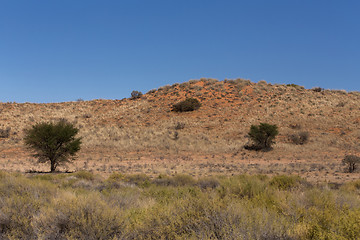 Image showing kgalagadi transfontier park