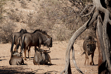 Image showing wild (Connochaetes taurinus) Blue Wildebeest