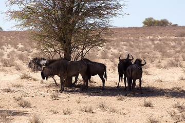 Image showing wild (Connochaetes taurinus) Blue Wildebeest