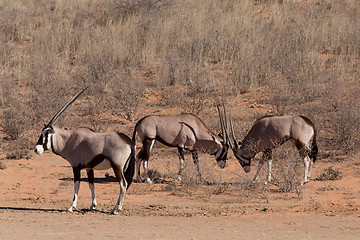 Image showing fight between two male Gemsbok, Oryx gazella