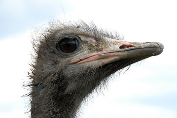 Image showing ostrich