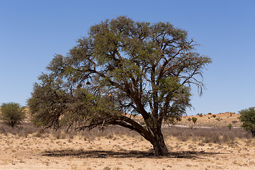 Image showing kgalagadi transfontier park