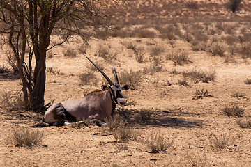 Image showing Gemsbok, Oryx gazella