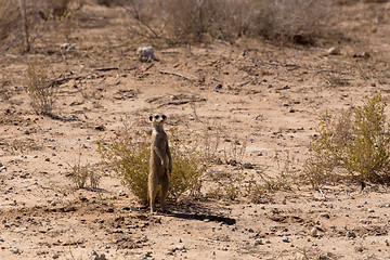 Image showing female of meerkat or suricate