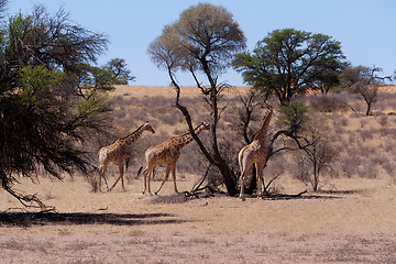 Image showing Giraffa camelopardalis in african bush