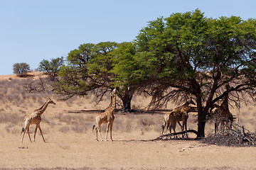 Image showing Giraffa camelopardalis in african bush