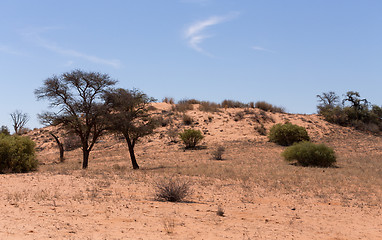 Image showing kgalagadi transfontier park