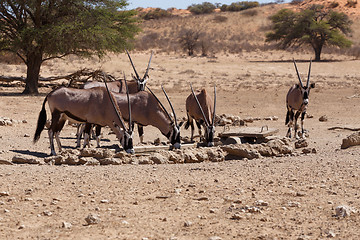 Image showing Gemsbok, Oryx gazella