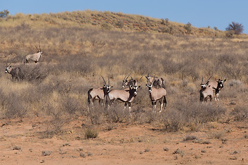 Image showing Gemsbok, Oryx gazella