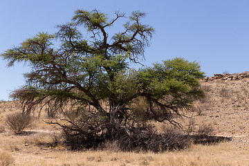 Image showing kgalagadi transfontier park