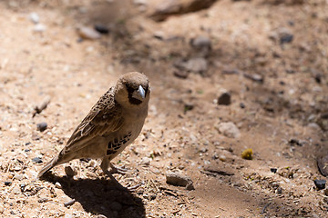 Image showing Sociable Weaver Bird at Kgalagadi