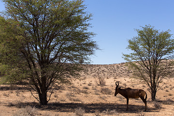 Image showing A Common tsessebe (Alcelaphus buselaphus)the camera