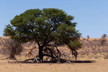 Image showing Giraffa camelopardalis in african bush