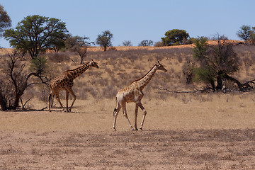 Image showing Giraffa camelopardalis in african bush