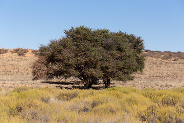 Image showing kgalagadi transfontier park