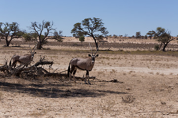 Image showing Gemsbok, Oryx gazella