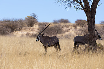 Image showing Gemsbok, Oryx gazella