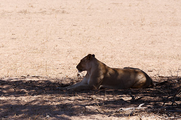 Image showing Female Lion Lying in Grass in shade of tree.