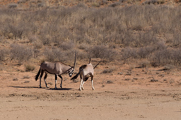 Image showing Gemsbok, Oryx gazella